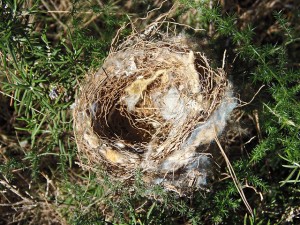 nest-523545_640